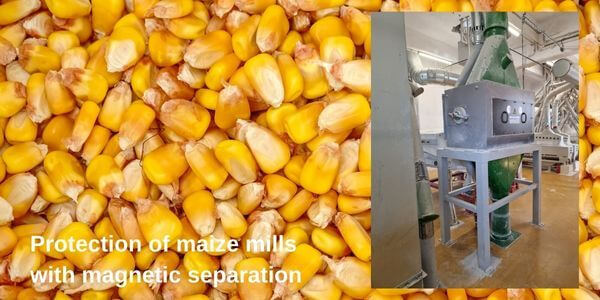 Maize free from undesirable iron impurities