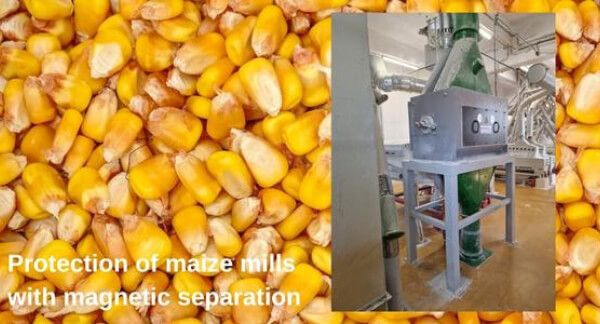 Maize free from undesirable iron impurities